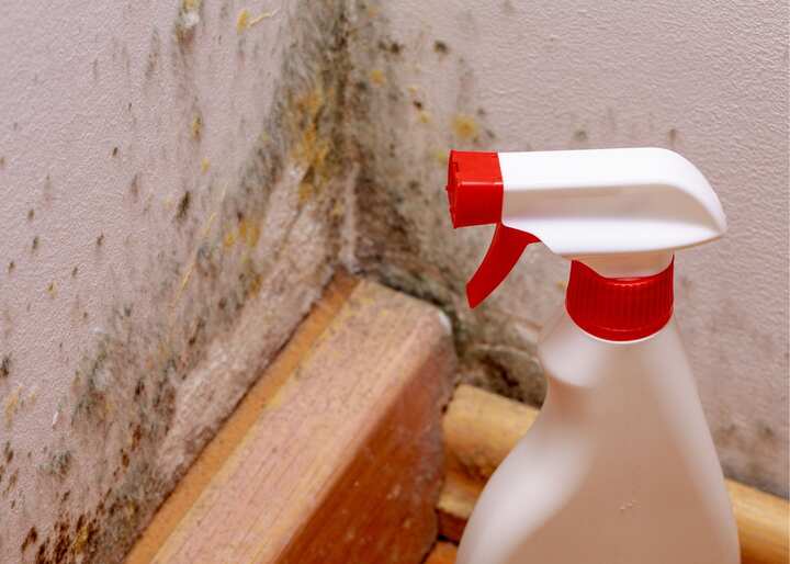 mold & mildew remover