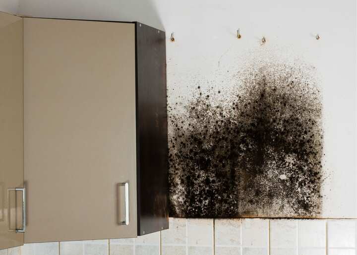 mold removal san antonio