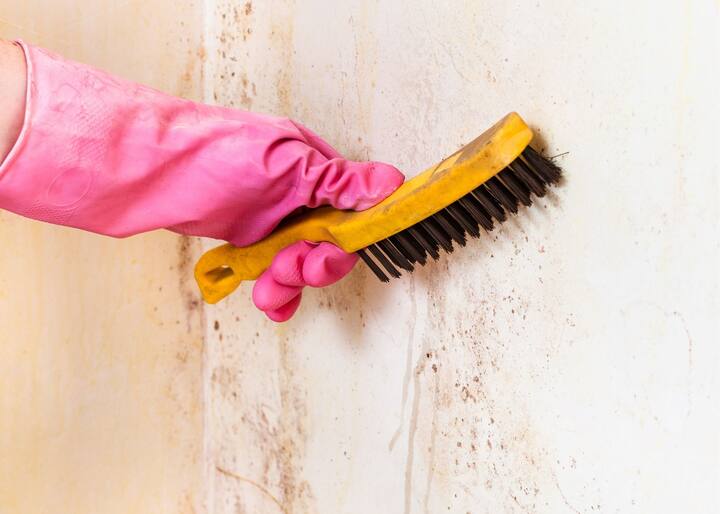 mold remover