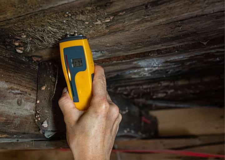 mold removal san antonio