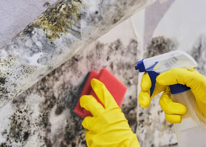 mold removal san antonio