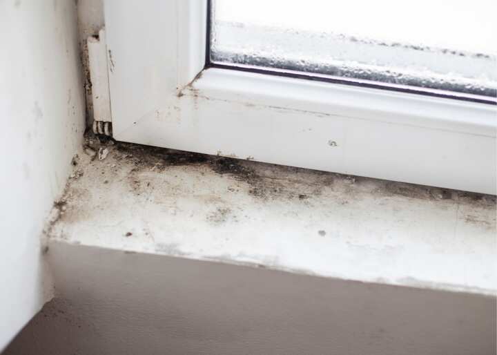 mold & mildew remover