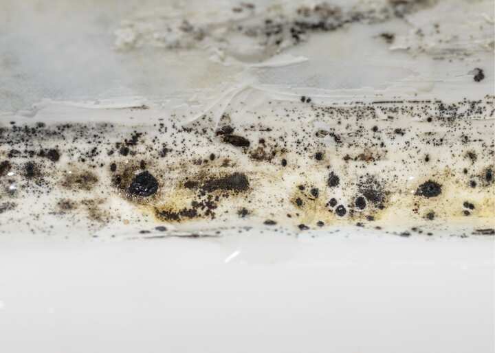 mold removal san antonio