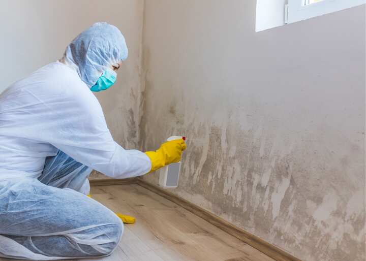 mold remover