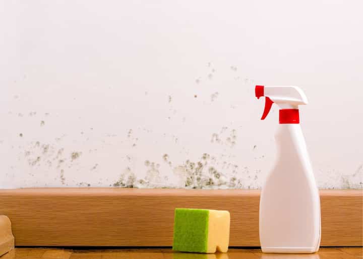 mold removal san antonio