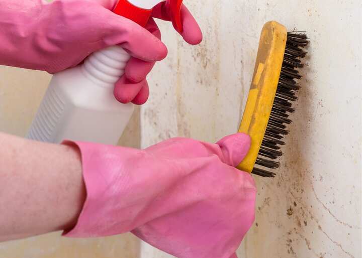 mold & mildew remover