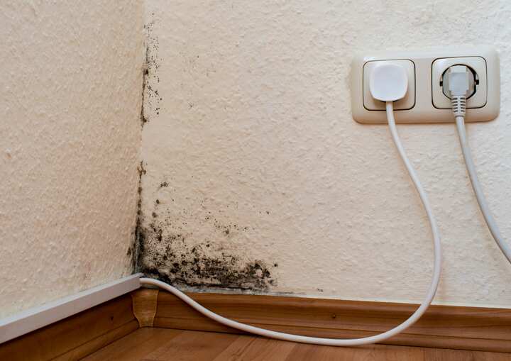 mold removal san antonio