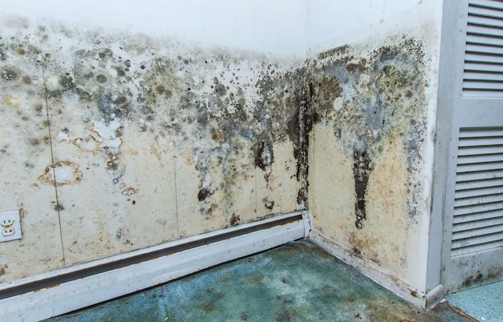 residential mold removal